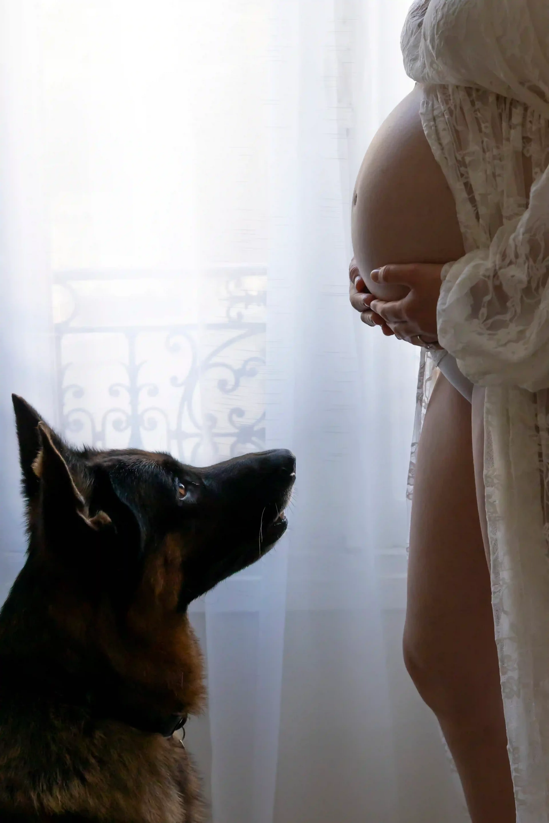 photo de grossesse, avec un chien qui regarde le ventre